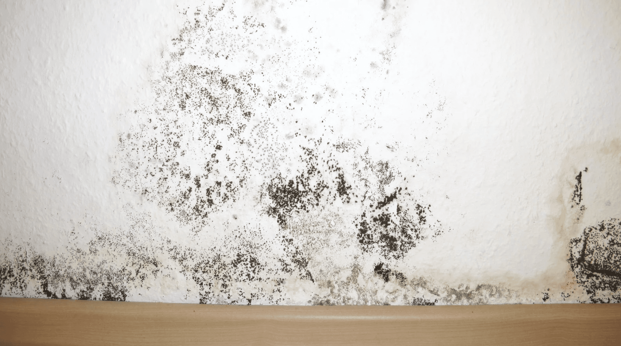 Black mold in Philadelphia shelters and housing